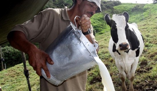 Sector lácteo en Colombia: Un análisis global y retos a futuro