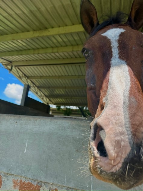 Tecnología y Bienestar Equino