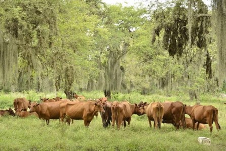 El Hatico: Agricultura Sostenible en Acción