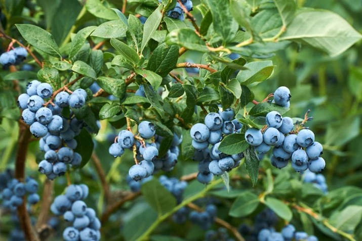 Los Arándanos: Belleza y Colores Morados que Fascinan